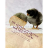 The Artificial Incubation of Eggs and the Brooding of Chicks - Paperback