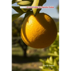 Oasis: A Love Letter to Rancho Dulce - Paperback
