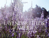 Lavender Fields of America: A New Crop of American Farmers - Paperback