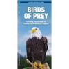 Birds of Prey: An Introduction to Familiar North American Species