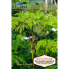 The Moringa Tree: What you don't know can HEAL you! - Paperback