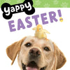 Yappy Easter! - Board Book