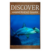 Hammerhead Shark - Discover: Early reader's wildlife photography book - Paperback