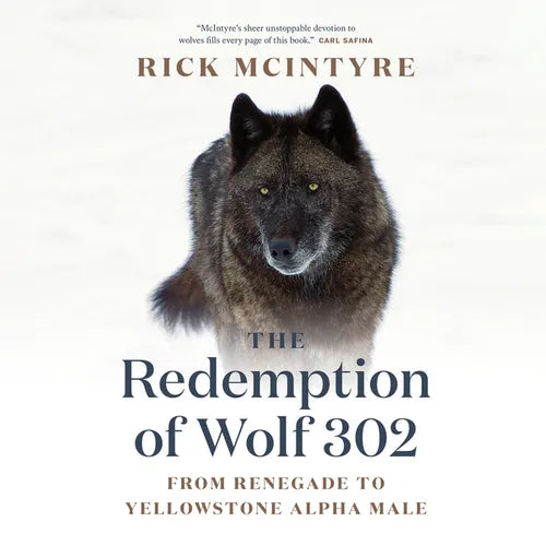 The Redemption of Wolf 302: From Renegade to Yellowstone Alpha Male - Hardcover