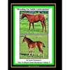 Breeding For Solid Conformation - Paperback
