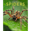 Spiders: Amazing Pictures & Fun Facts on Animals in Nature - Paperback