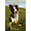 Lizzie, The Diplomatic Dog in Tbilisi, Georgia - Paperback