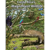 Costa Rica's Magnificent Wildlife - Paperback