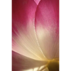 Phyla of Joy - Paperback