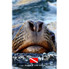 Diver's Log Book: scuba diving log book 100 dives - Paperback