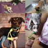 Outdoor Training Toy for Dogs