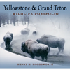 Yellowstone & Grand Teton Wildlife Portfolio (Sc) - Paperback