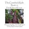 The Comeback Kids, Book 12, the Redwood Forest - Paperback