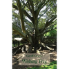Wishing Tree - Paperback
