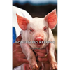 Modern Pig Keeping - Paperback