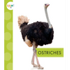 Ostriches - Paperback