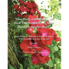 Does Every Little Bud on the Bush That Grows Try to Make Room for Another Rose? - Paperback