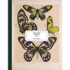Vintage Prints: Butterflies: Vol. 5 - Paperback