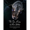 The Sea Lions of Los Islotes: The Jewel of Espíritu Santo Island - Paperback