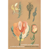 Surrealist Women's Writing: A Critical Exploration - Paperback