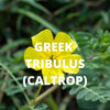 Crete Tea