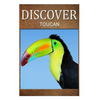 Toucan - Discover: Early reader's wildlife photography book - Paperback