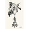 wild irises - Paperback