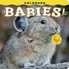 Colorado Babies! - Board Book