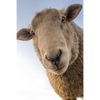 Sheep: Domestic Sheep Are Quadrupedal, Ruminant Mammals Typically Kept as Livestock. Like Most Ruminants, Sheep Are Members o - Paperback