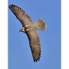 Falcon: Birds of Prey in the Genus Falco, Which Includes about 40 Species. Falcons Are Widely Distributed on All Continents of - Paperback