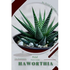 Haworthia: Prodigy Petal, Plant Guide - Paperback