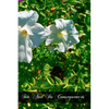 Sin And Its Consequences - Paperback