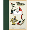 Vintage Prints: Birds: Vol. 7 - Paperback