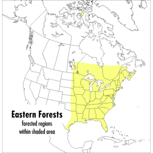 A Peterson Field Guide to Eastern Forests: North America - Paperback