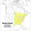 A Peterson Field Guide to Eastern Forests: North America - Paperback