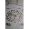 The Turtle Test - Paperback