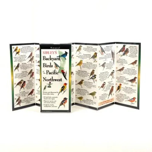 Sibley's Back. Birds of Pacific Northwest