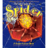 Spider - Paperback