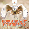 How and Why Do Birds Fly - Paperback