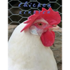 Chicken Scratch - Paperback