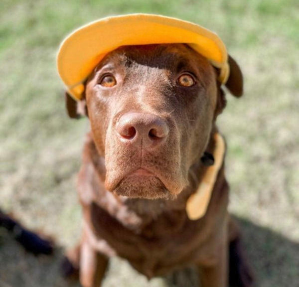 Pets Cap Pineapple